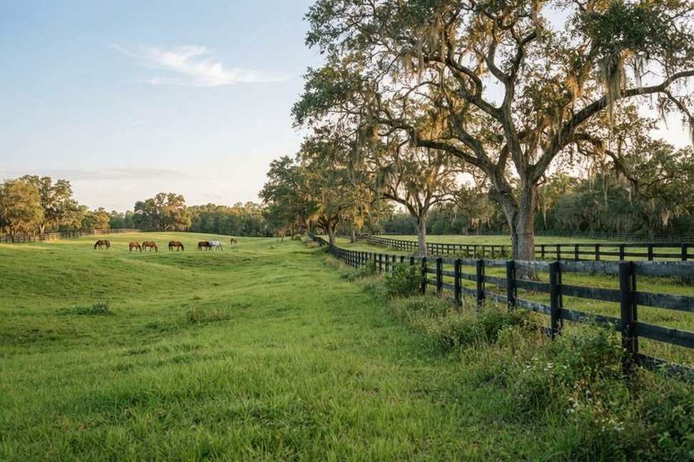 Horse pasture with a board fence and live oaks near Ocala