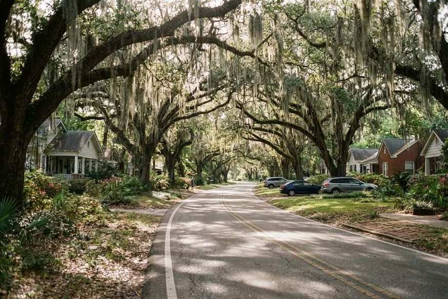 Residential road under a canopy of live oaks and Spanish moss in Tallahassee